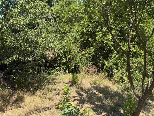 Čortanovci građevinsko zemljište 916m2 HITNO!