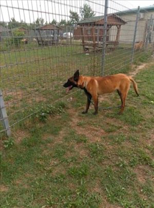 POKLANJAM MALINOU