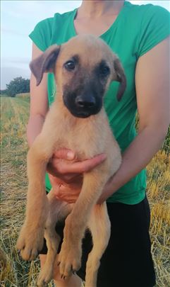 Štenci iz njiva traže domove