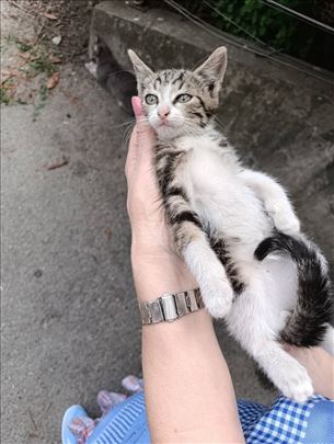 Tigrasti mačkovovi na poklon