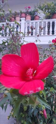 Hibiskus MOČVARAC