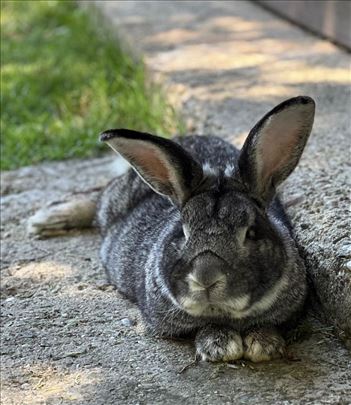 Velika Chinchilla muzijak