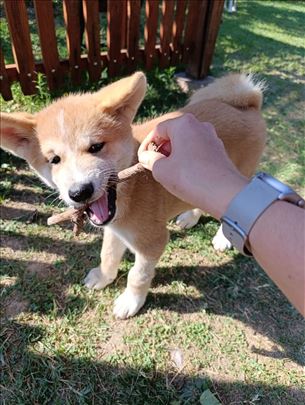 Akita Inu štene ženka