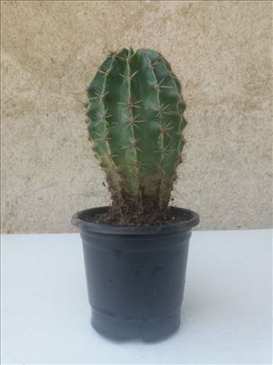 Kaktus