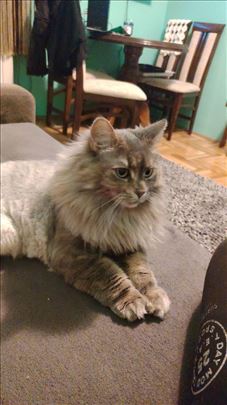 Maine Coon , odrasla mačka