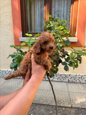 Toy pudla štene
