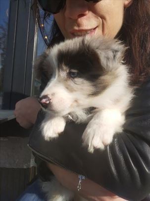 dog care- senjak u kucnim uslovima