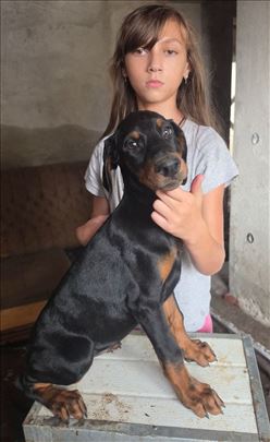 Doberman , štene