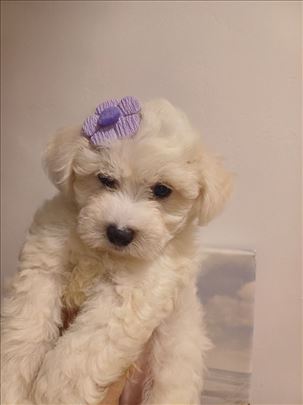 Pudla, TOY, stene decak