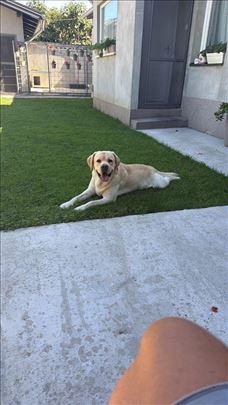 Labrador za parenje