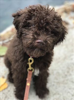 Lagotto romagnolo stene (Lagoto romanjolo) 