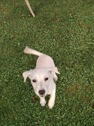Labrador retriver, štene