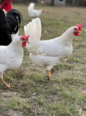 Leghorn koke