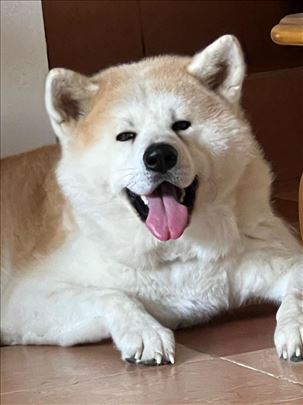 Poklanja se muška Akita, 5 godina, hitno
