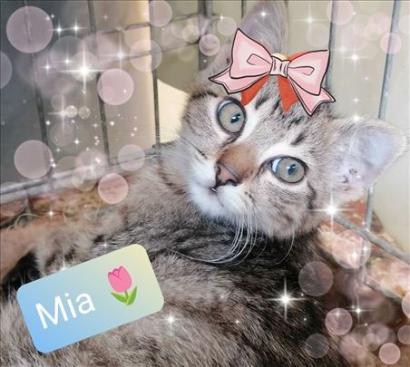 3 preumiljata maceta traze svoje domove