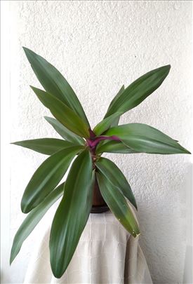 Mojsijeva kolevka 45 cm - Tradescantia spathacea
