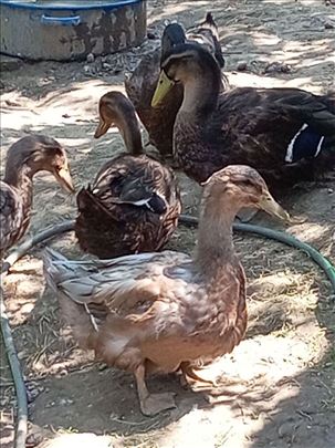 Ruanske patke-par ( Barajevo )