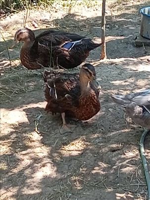 Ruanski patak- teški tip ( Barajevo )