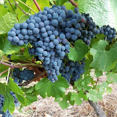 Vinsko grožđe Burgundac crni - Pinot noir