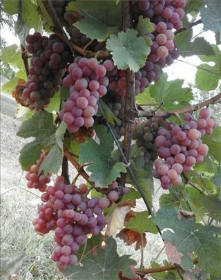 Vinsko grožđe Traminac mirisni