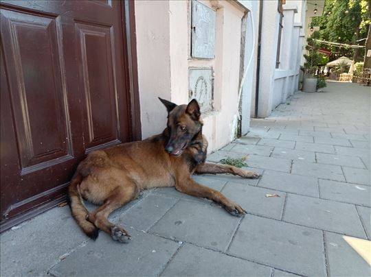Belgijski ovčar, mlad pas