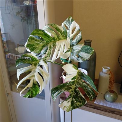 Monstera albo extra genetika