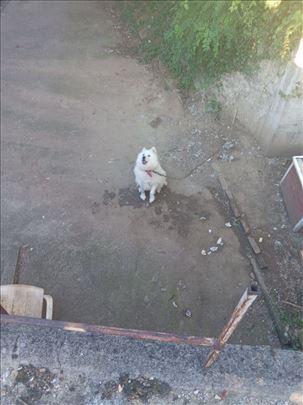 Samojed, mlad pas