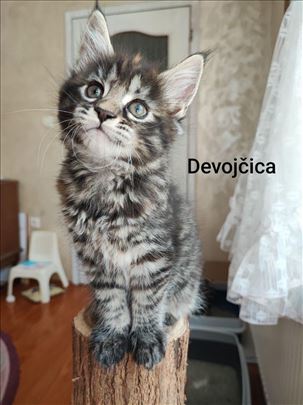 Maine Coon , mače