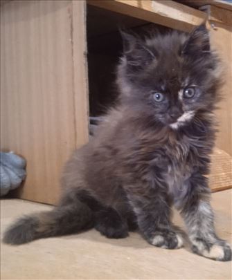 Maine Coon , mačići