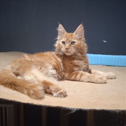 Maine Coon , muško mače