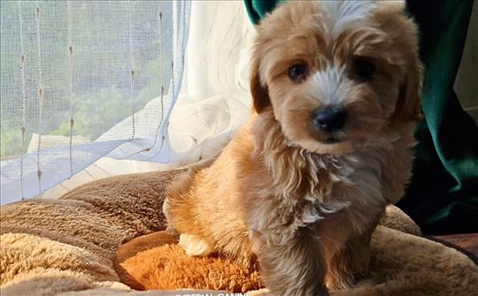 Maltipoo- Gremlini leglo