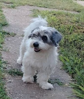 Maltezer, odrastao pas