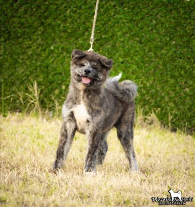 Akita, štene