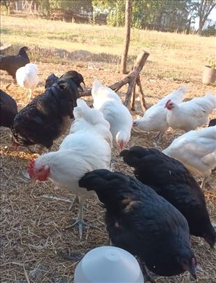 Australorp petlići 3,5 meseca