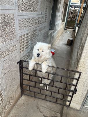 Samojed, mlad pas