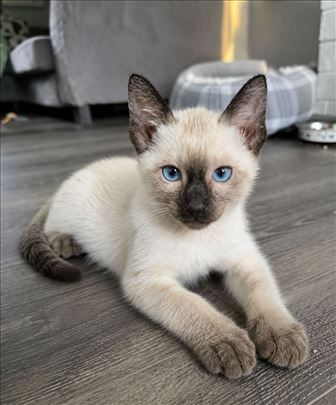 Sijamsko mače