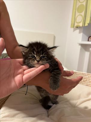 Maine Coon , mače