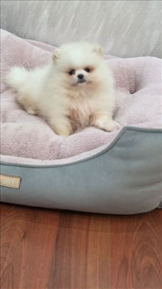 Pomeranac boo