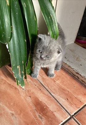 Scottish fold Britanska kratkodlaka, mače