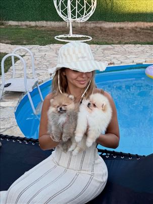 Dostupne dve predivne mini pomeranke