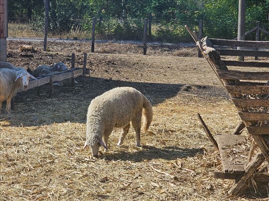 Prodajem 7 mladih ovaca