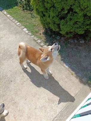 Akita Inu štene mužjak 