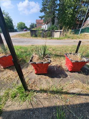 Betonske saksije-žardinjere
