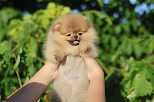 Pomeranac - štenci