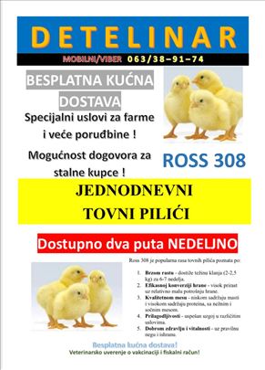Jednodnevni tovni pilići – Ross 308