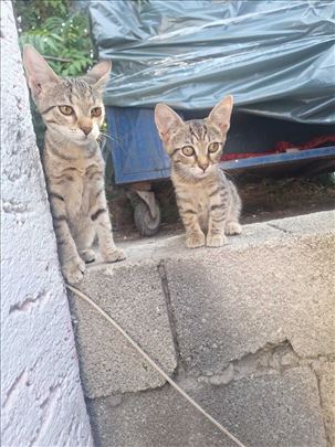 Macici - tigrici