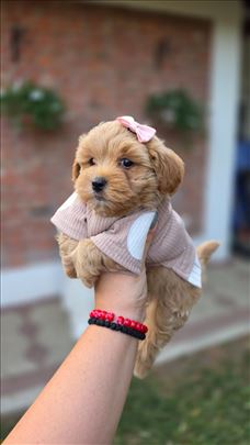 Maltipoo, štene