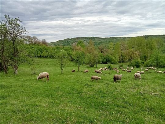 Продаја или уступање виртемберг оваца – Робне резе