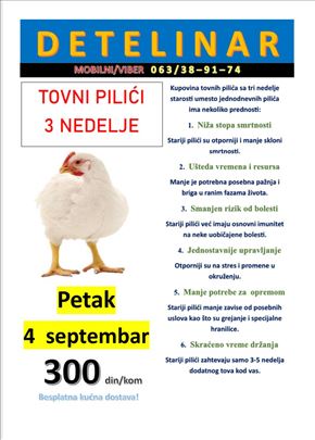 Tovni pilići – starost 3 nedelje