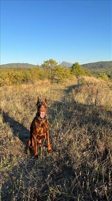 Muški braon doberman za parenje